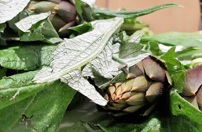 carciofi, corso di cucina, Torino, gusti Tuscia,