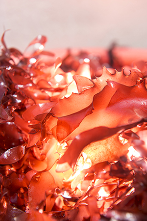 Dulse, alga, superfood, Oregon Satte University