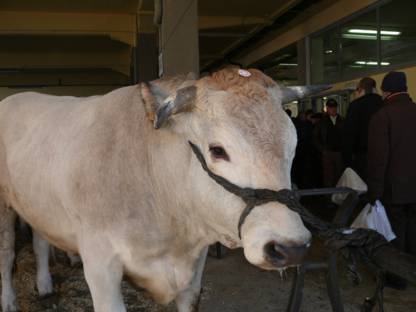 bue grasso, piemonte, Cuneo, bollito,