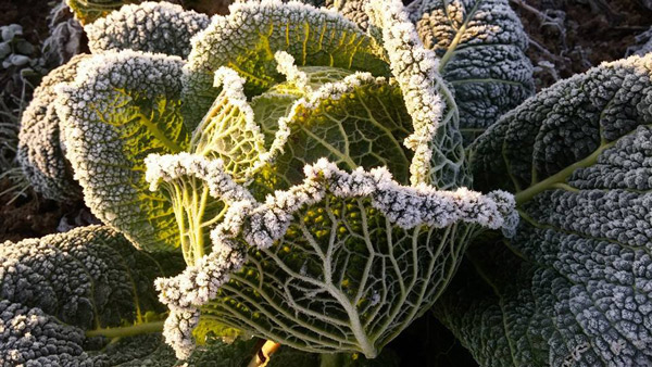 carota bianca, food, verdure, agricoltura,