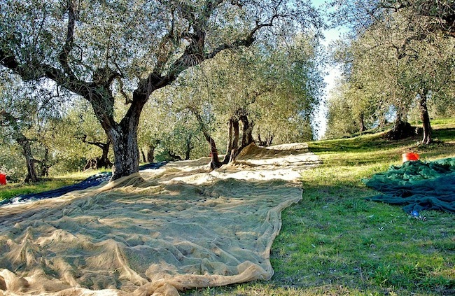 ulivi, raineri, olio per la ricerca, liguria